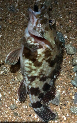 サーフプラッキング