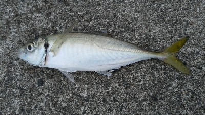 ねばってみたものの