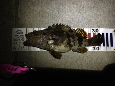 飾磨で尺超え出た！