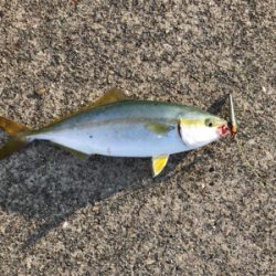 ジギング40g→7g