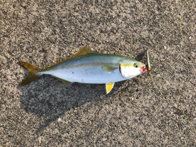 ジギング40g→7g