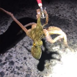 エギングならぬタコングσ(^_^;)