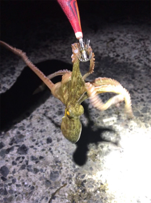 エギングならぬタコングσ(^_^;)