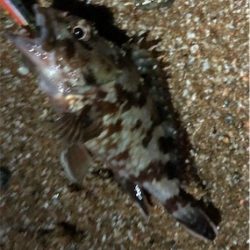 サーフは楽しい