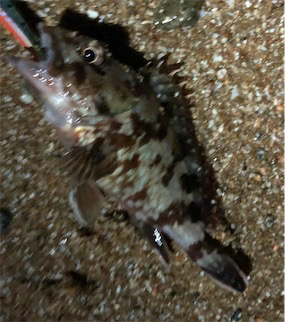 サーフは楽しい