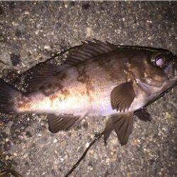 時期外れだけどメバリング