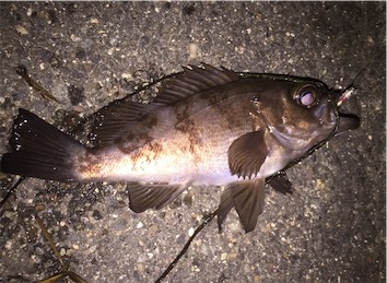 時期外れだけどメバリング