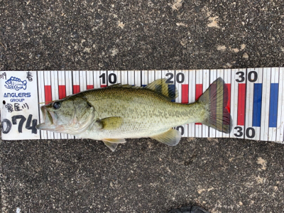 梅雨の爆釣？！