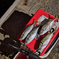 アジング練習中のおっさんです