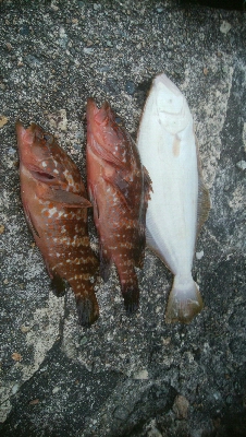 立て続けににキジハタ2匹、ヒラメが釣れました!