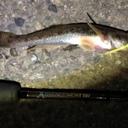 アジが釣りたいのにーーーー