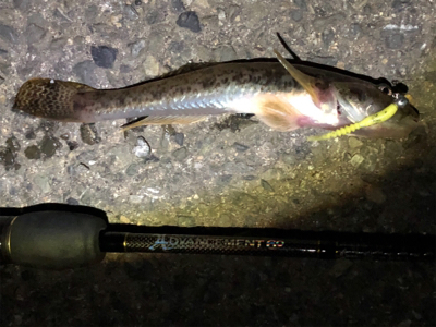 アジが釣りたいのにーーーー