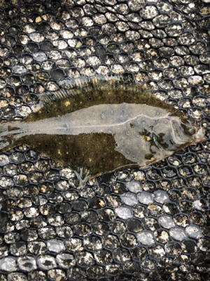 神戸湾奥でカレイ！？