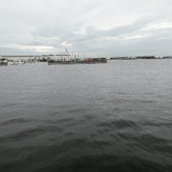 サビキにノマセ