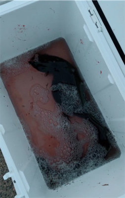 夕方はうなぎ釣り