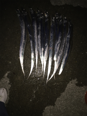 タチウオ釣り最高！