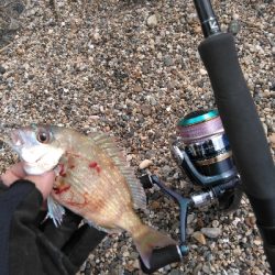 小さくても真鯛