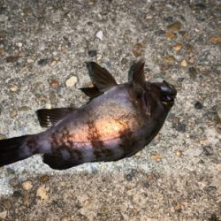 メバルが恋しくて!