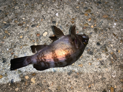 メバルが恋しくて!