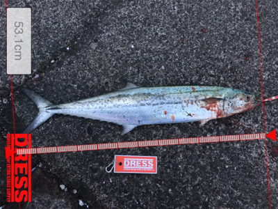 やっとゲット！