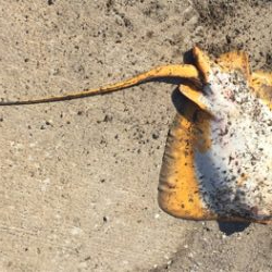 秋田男鹿堤防にて