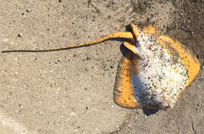 秋田男鹿堤防にて