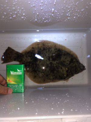 カレイ、ハモ、ソイ