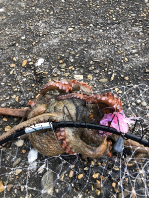 君ちゃいまんねん