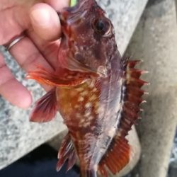 ナイトアジング