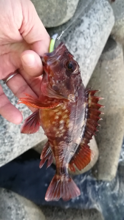 ナイトアジング