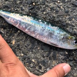 ジグサビキでツバス、豆アジ、マイワシ