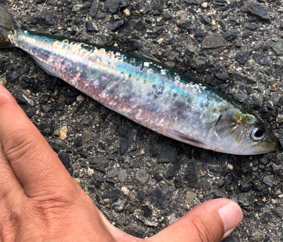 ジグサビキでツバス、豆アジ、マイワシ