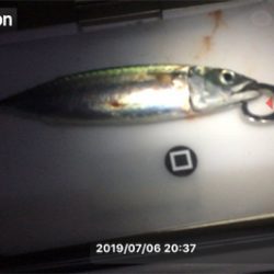 ベララッシュの締めくくりは中鯖