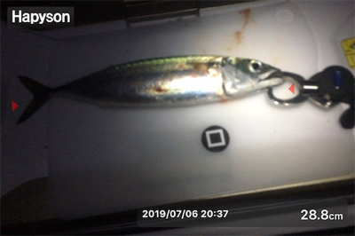 ベララッシュの締めくくりは中鯖