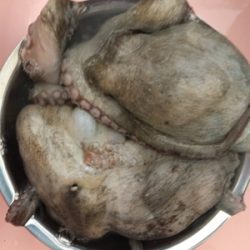 タコシーズン開幕