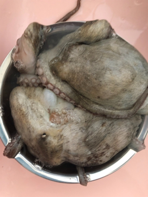 タコシーズン開幕