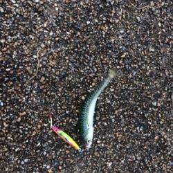 ジクでサビキでプチ青物