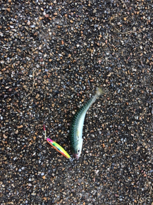 ジクでサビキでプチ青物