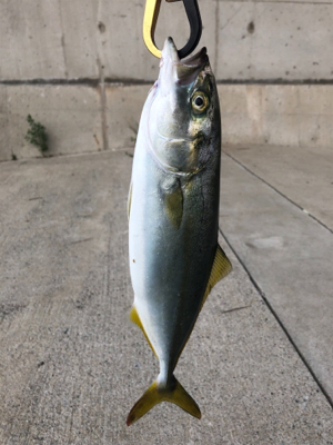 青物楽しー！！