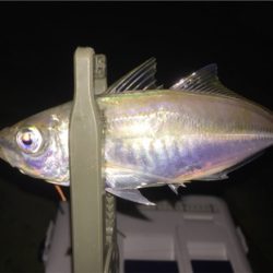 久しぶりの、ええアジ！