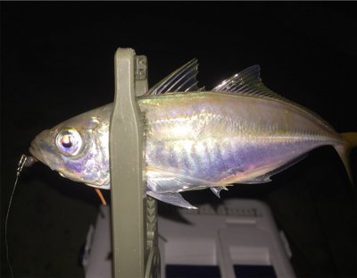 久しぶりの、ええアジ！