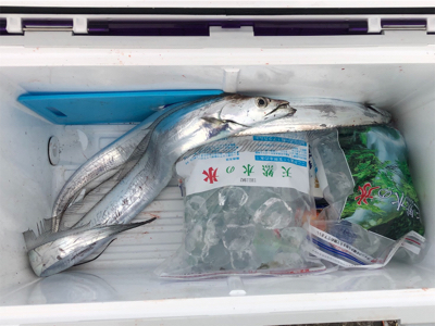 タチウオワインド