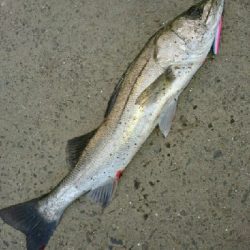 夏、トップシーバス❗❗