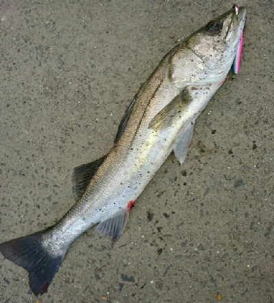 夏、トップシーバス❗❗