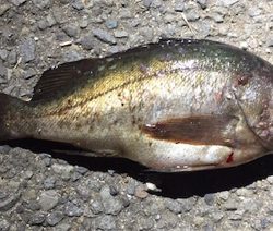 国道沿い海岸をメバリング