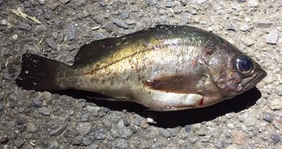 国道沿い海岸をメバリング