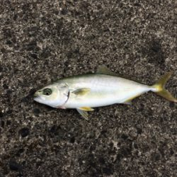 小型青物 おまけ付き