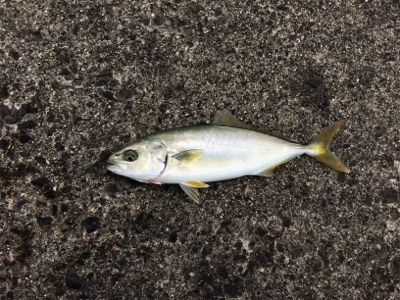 小型青物 おまけ付き