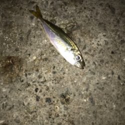 遊んで頂きました!