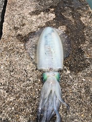 夏イカキターーッ♪─Ｏ（≧∇≦）Ｏ─♪